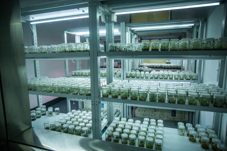 生物育種,資源定向培育,油脂綠色加工,裝備制造等工程領域的高新技術