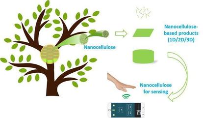 喜訊!陜西科技大學科研取得重要進展,在國際頂級期刊發(fā)表論文!