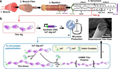 合成生物學新型高分子材料 更強更韌，有望替代高端石油基材料